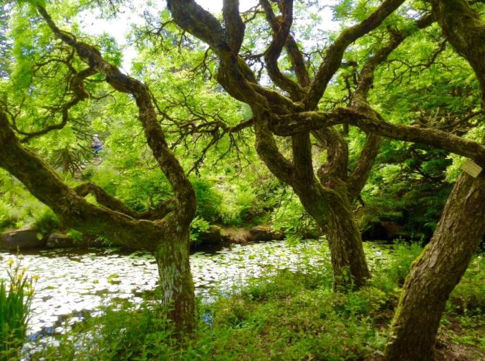 Vandusen Botanical Garden, Vancouver BC