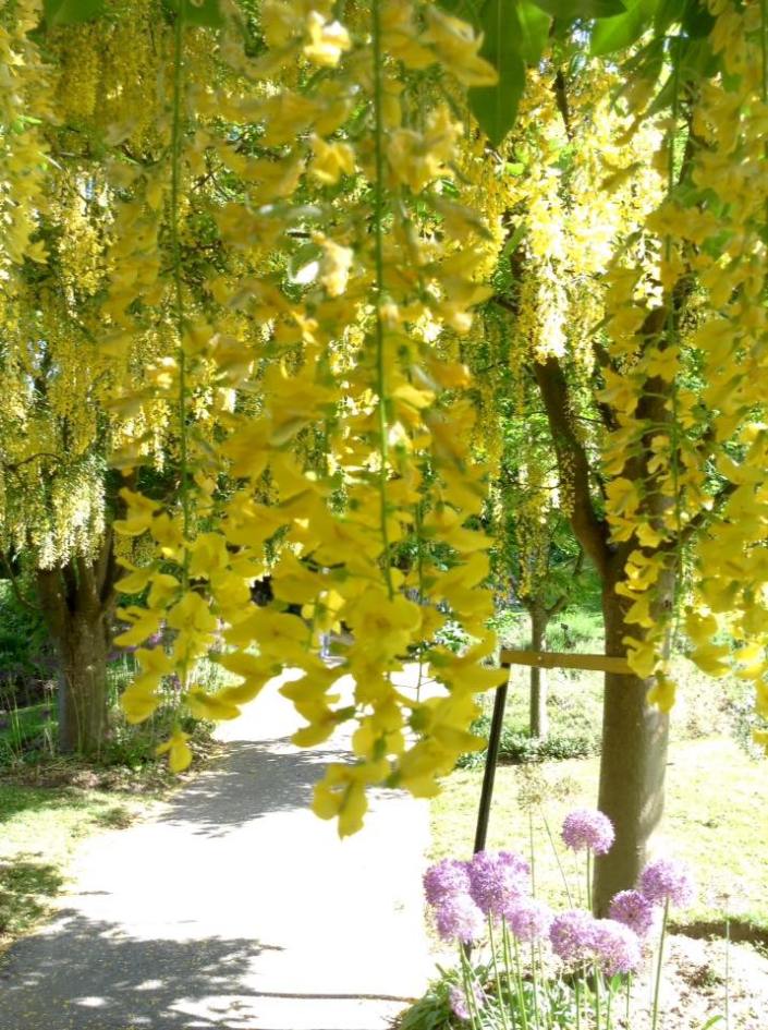 Vandusen Botanical Garden