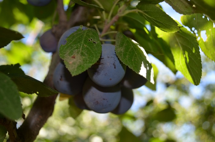 Plum Picking at Kelowna BC Canada