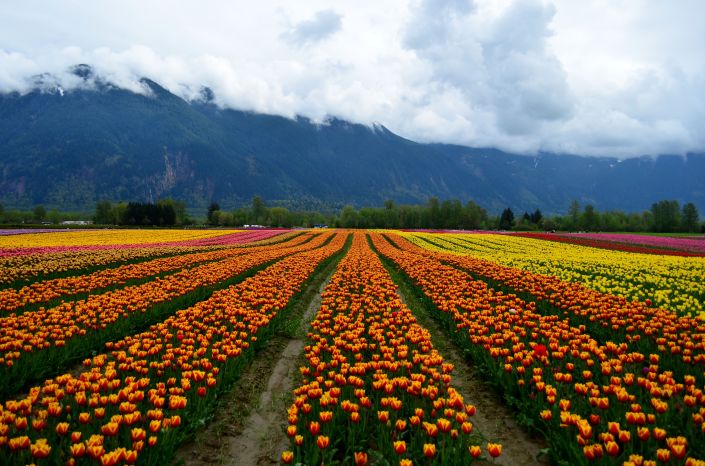Tulip Festival Vancouver