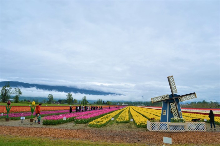 Fraser Valley Tulip Festival