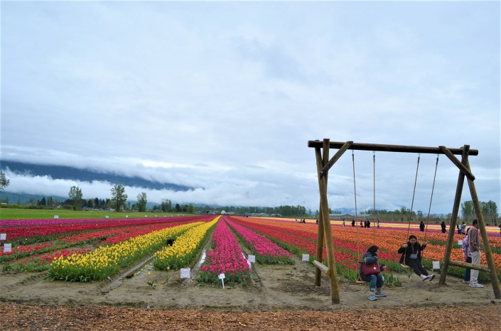Tulip Festival in Chilliwack BC Bristish Columbia