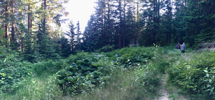 Sky Line Trail Grouse Mountain