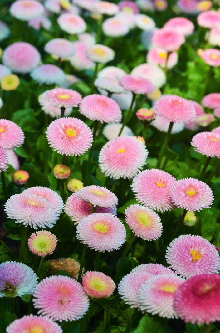 Butchart Garden Spring 2019 at Victoria BC Canada