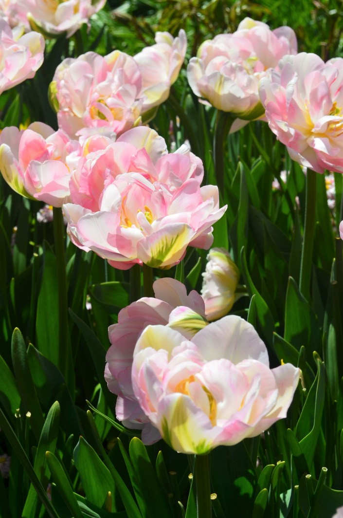 Butchart Garden Spring 2019 at Victoria BC