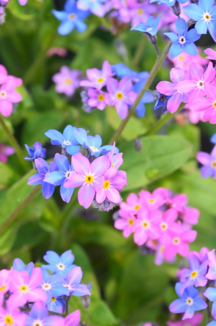 Butchart Garden Spring 2019 at Victoria