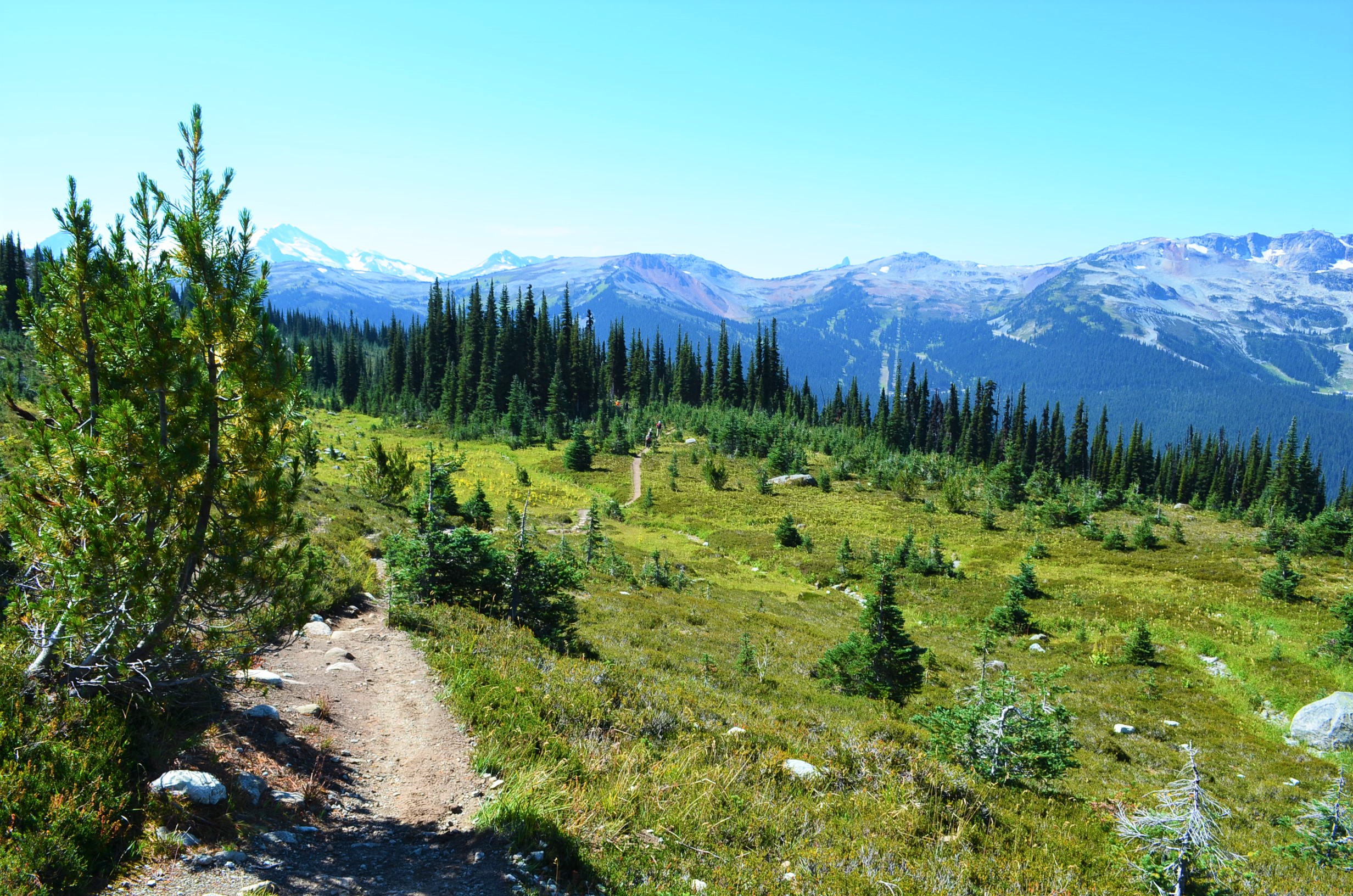 Alphine Hiking Blackcomb