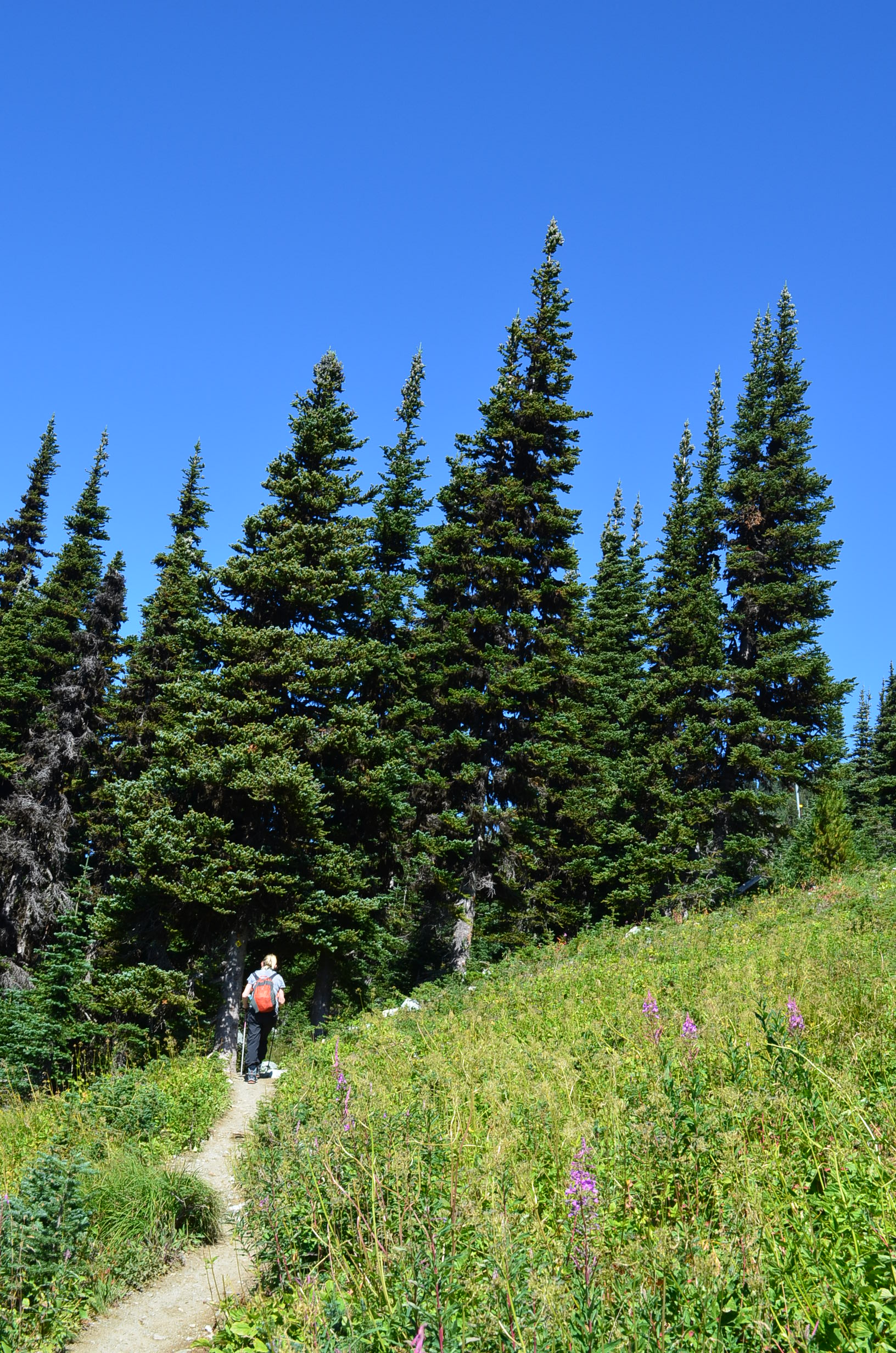 Whistler Hiking Alpine Hike