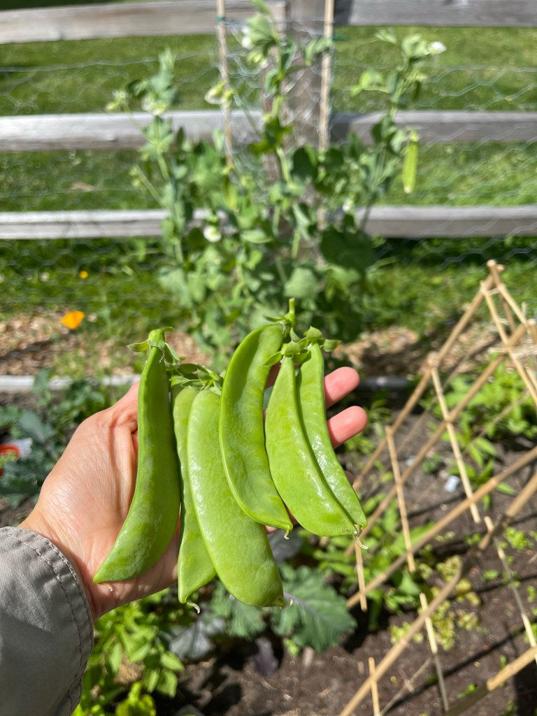 How to Water and Care for Snow Peas
