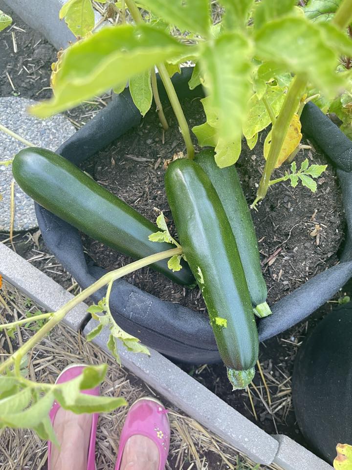 Zucchini